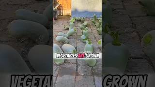 Unbelievable Vegetables Are Grown On The Ground🥒🌟 Part 01 🌍 shorts short unique [upl. by Kcyred]