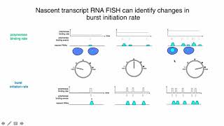 Frequency modulation of polymerase recruitment via transcriptional bursting [upl. by Bushore]