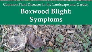 Boxwood Blight Symptoms [upl. by Gerdi]