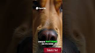 Dogs nose prints fact [upl. by Eicirtap]