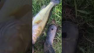 BIG BASS  BOOT CHALLENGE fishing [upl. by Ivon]