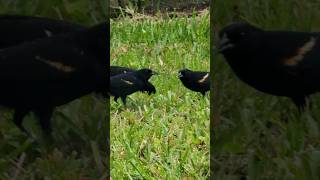 Up Close amp Personal With Tricolored Blackbirds birds nature birdwatching [upl. by Snevets]