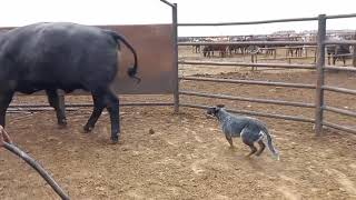 Australian cattle dog loading cattle on truck  Blue heeler  cattle dog working dog [upl. by Tena]