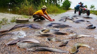 I Catch a lots Catfish on the Road Flooding [upl. by Zachery]