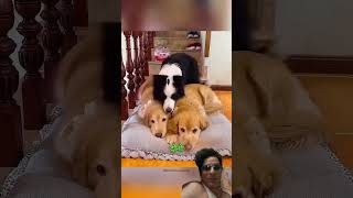 Pitbull 🆚 Doberman👿shorts dog pitbull doberman americanbully animal  minivlog facts vlog [upl. by Neelra533]