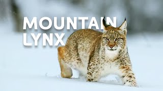 The Life Of The Mighty Lynx Predator In Europes Forests  Wildlife Documentary [upl. by Euqinobe]