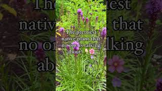 Liatris blazing star…are you growing it yet flowers flowergarden nativeplants [upl. by Utimer248]