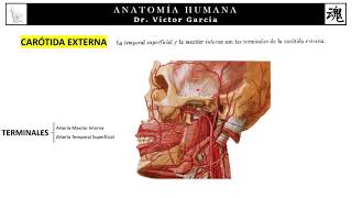 Carótida Externa  Terminales  Anatomía Humana en Odontología [upl. by Jany]