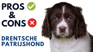 Drentsche Patrijshond Pros and Cons  Dutch Partridge Dog Advantages and Disadvantages [upl. by Fleur]