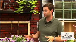 Getting to Know Surfinia Petunias Three Different Types [upl. by Noam]