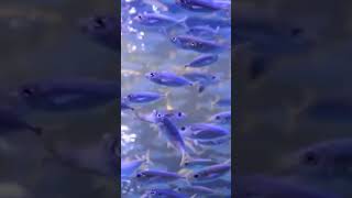 aquarium fish videofish video amazon animals nature fish aquariumfish shorts shortvideo [upl. by Durward]