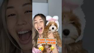 FAKE POODLE PUPPY PRANK shorts iribabyworld prank [upl. by Enoid755]