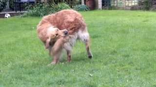 Monty the Golden Retriever chasing his tail [upl. by Karisa]