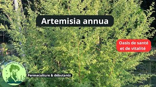 TOUT SAVOIR SUR ARTEMISIA facile amp durable au potager permaculture facile 🌱 [upl. by Zennas]