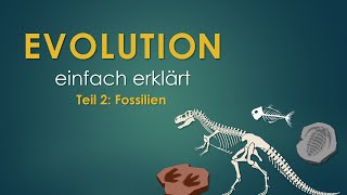 2 Fossilien  EVOLUTION einfach erklärt [upl. by Iralam]