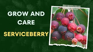 How to Grow and Care for Serviceberry [upl. by Gschu901]