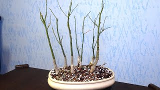 Bonsai forest from Japanese pagoda tree  Sophora Japonica [upl. by Aciraa]