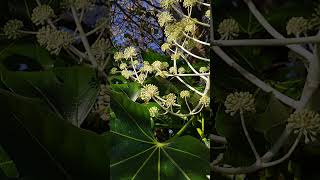 Common wasp and Fatsia japonica nature wasp insect garden [upl. by Haman]