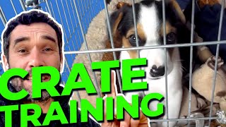 Crate Training Your Puppy  Doggy Dans Ultimate Guide [upl. by Einnej]