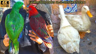 Lalukhet Exotic Bird Parrot Hen and Rooster Market 241223 Karachi Part 1 الببغاوات والدجاج والطيور [upl. by Desi]