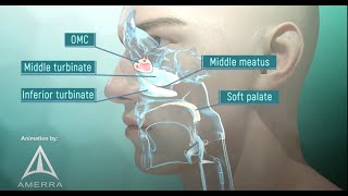 Tour of the Nasal Passage  3D animation [upl. by Yelak691]