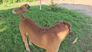 ماستيف هب مصر  Mastiff Hub Egypt  Boerboel [upl. by Ylatfen]