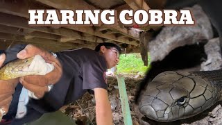 DUMUNGAW NA COBRA AT KING COBRA SA UNISAN cobraprince vlog kingcobra [upl. by Ballman]