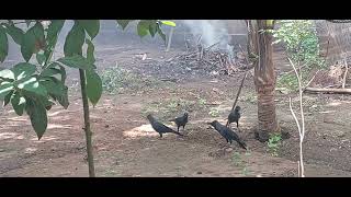 Crow  Corvidae Family [upl. by Any]