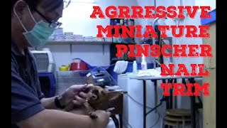 Aggressive Miniature Pinscher Nail Clipping [upl. by Halivah]