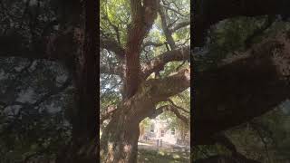 Southern Live Oak tree [upl. by Lari]