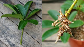 How to grow Schefflera plant from single leaf cuttings  Propagate Schefflera plants  Umbrella Tree [upl. by Gittle]