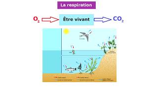 La respiration dans différents milieux 1AC [upl. by Innig]