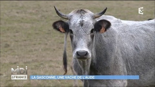 La Gasconne une vache de lAude [upl. by Asyle]