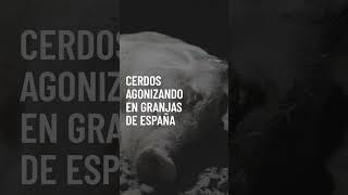 TEASER Cerdos agonizando en granjas de España [upl. by Latyrc]