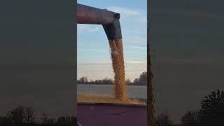 Unloading Corn into gravity box [upl. by Ora]