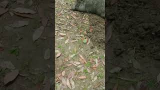 pigepige music videomusic video animals wildhog farming wildhogsshorts [upl. by Morly]