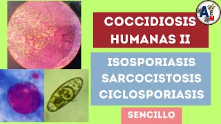 Coccidiosis humanas II  ISOSPORIASIS SARCOCISTOSIS CICLOSPORIASIS  EXPLICACIÓN RESUMIDA [upl. by Schroeder]