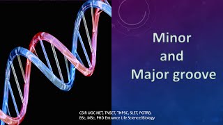 Major and Minor groove of DNA Tamil CSIR NET TNSET GATE  PGTRB ug pg PhD [upl. by Steady]