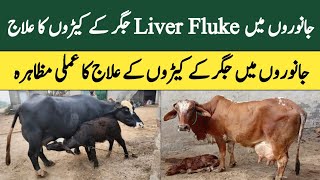 janwaron main Jigar k keeron ka ilaj  liver fluke treatment for animals [upl. by Iam288]