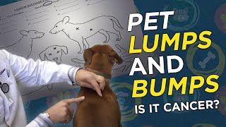 Is it Cancer Pet Lumps amp Bumps  VetVid Episode 023 [upl. by Winou]