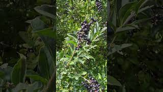 Бірючина звичайна  Ligustrum vulgare  в природі і в озелененні nature [upl. by Burnaby]