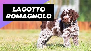 Lagotto Romagnolo 🐶 One Of The Rarest Dog Breeds In The World shorts [upl. by Ahsimit887]