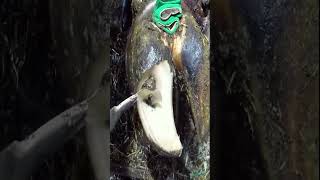 Trimming a Cows hoof shorts asmr satisfying [upl. by Yeblehs567]