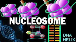 What is Nucleosome Solenoid Model  Biology  Study Buddy [upl. by Meluhs213]