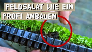 Feldsalat erfolgreich anbauen  Tipps vom Gärtner  Feldsalat im November anbauen  Fehler vermeiden [upl. by Aline326]