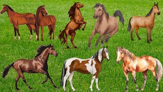 Horse Sound Effect  Horse Neighing  Farm Animal Sound [upl. by Peter]