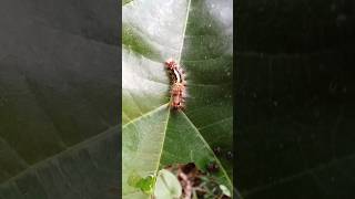 Life cycle of butterfly Caterpillars are part of life cycle of butterfly insect butterflynature [upl. by Ledniahs]