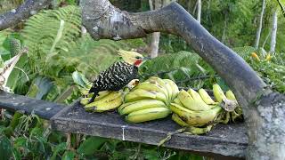 A Fruity Feast at Ecolodge Itororo [upl. by Stanway]