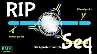 RIP Seq  RNA Immunoprecipitation Sequencing  RNA Immunoprecipitation Chip [upl. by Eibloc]