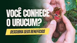 Urucum Coloral Age Como Protetor Solar e Também Abaixa a Pressão Arterial [upl. by Ellehcil]